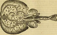 An illustration from Petri Bellonii Cenomani De aquatilibus, libri duo cum [epsilon, iota] conibus ad viuam ipsorum effigiem, quoad eius fieri potuit, expressis .. (1553)