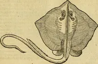 An illustration from Petri Bellonii Cenomani De aquatilibus, libri duo cum [epsilon, iota] conibus ad viuam ipsorum effigiem, quoad eius fieri potuit, expressis .. (1553)