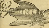 An illustration from Petri Bellonii Cenomani De aquatilibus, libri duo cum [epsilon, iota] conibus ad viuam ipsorum effigiem, quoad eius fieri potuit, expressis .. (1553)