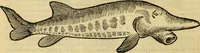 An illustration from Petri Bellonii Cenomani De aquatilibus, libri duo cum [epsilon, iota] conibus ad viuam ipsorum effigiem, quoad eius fieri potuit, expressis .. (1553)