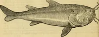 An illustration from Petri Bellonii Cenomani De aquatilibus, libri duo cum [epsilon, iota] conibus ad viuam ipsorum effigiem, quoad eius fieri potuit, expressis .. (1553)