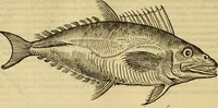 An illustration from Petri Bellonii Cenomani De aquatilibus, libri duo cum [epsilon, iota] conibus ad viuam ipsorum effigiem, quoad eius fieri potuit, expressis .. (1553)