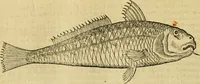 An illustration from Petri Bellonii Cenomani De aquatilibus, libri duo cum [epsilon, iota] conibus ad viuam ipsorum effigiem, quoad eius fieri potuit, expressis .. (1553)