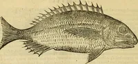 Picture 55 of 182 from Petri Bellonii Cenomani De aquatilibus, libri duo cum [epsilon, iota] conibus ad viuam ipsorum effigiem, quoad eius fieri potuit, expressis .. (1553), leaf 155