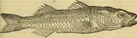 Picture 57 of 182 from Petri Bellonii Cenomani De aquatilibus, libri duo cum [epsilon, iota] conibus ad viuam ipsorum effigiem, quoad eius fieri potuit, expressis .. (1553), leaf 160