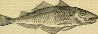An illustration from Petri Bellonii Cenomani De aquatilibus, libri duo cum [epsilon, iota] conibus ad viuam ipsorum effigiem, quoad eius fieri potuit, expressis .. (1553)
