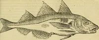 Picture 60 of 182 from Petri Bellonii Cenomani De aquatilibus, libri duo cum [epsilon, iota] conibus ad viuam ipsorum effigiem, quoad eius fieri potuit, expressis .. (1553), leaf 166