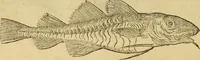 Picture 61 of 182 from Petri Bellonii Cenomani De aquatilibus, libri duo cum [epsilon, iota] conibus ad viuam ipsorum effigiem, quoad eius fieri potuit, expressis .. (1553), leaf 167