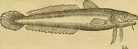 Picture 63 of 182 from Petri Bellonii Cenomani De aquatilibus, libri duo cum [epsilon, iota] conibus ad viuam ipsorum effigiem, quoad eius fieri potuit, expressis .. (1553), leaf 170