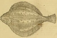 Picture 68 of 182 from Petri Bellonii Cenomani De aquatilibus, libri duo cum [epsilon, iota] conibus ad viuam ipsorum effigiem, quoad eius fieri potuit, expressis .. (1553), leaf 182