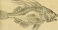 An illustration from Petri Bellonii Cenomani De aquatilibus, libri duo cum [epsilon, iota] conibus ad viuam ipsorum effigiem, quoad eius fieri potuit, expressis .. (1553)
