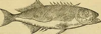 Picture 72 of 182 from Petri Bellonii Cenomani De aquatilibus, libri duo cum [epsilon, iota] conibus ad viuam ipsorum effigiem, quoad eius fieri potuit, expressis .. (1553), leaf 194