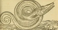 An illustration from Petri Bellonii Cenomani De aquatilibus, libri duo cum [epsilon, iota] conibus ad viuam ipsorum effigiem, quoad eius fieri potuit, expressis .. (1553)