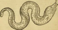 An illustration from Petri Bellonii Cenomani De aquatilibus, libri duo cum [epsilon, iota] conibus ad viuam ipsorum effigiem, quoad eius fieri potuit, expressis .. (1553)