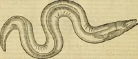 An illustration from Petri Bellonii Cenomani De aquatilibus, libri duo cum [epsilon, iota] conibus ad viuam ipsorum effigiem, quoad eius fieri potuit, expressis .. (1553)