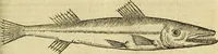An illustration from Petri Bellonii Cenomani De aquatilibus, libri duo cum [epsilon, iota] conibus ad viuam ipsorum effigiem, quoad eius fieri potuit, expressis .. (1553)