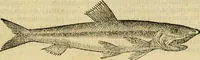 An illustration from Petri Bellonii Cenomani De aquatilibus, libri duo cum [epsilon, iota] conibus ad viuam ipsorum effigiem, quoad eius fieri potuit, expressis .. (1553)