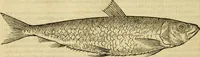 Picture 78 of 182 from Petri Bellonii Cenomani De aquatilibus, libri duo cum [epsilon, iota] conibus ad viuam ipsorum effigiem, quoad eius fieri potuit, expressis .. (1553), leaf 211