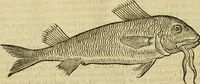 An illustration from Petri Bellonii Cenomani De aquatilibus, libri duo cum [epsilon, iota] conibus ad viuam ipsorum effigiem, quoad eius fieri potuit, expressis .. (1553)
