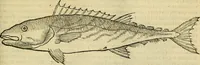 Picture 80 of 182 from Petri Bellonii Cenomani De aquatilibus, libri duo cum [epsilon, iota] conibus ad viuam ipsorum effigiem, quoad eius fieri potuit, expressis .. (1553), leaf 218