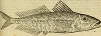 An illustration from Petri Bellonii Cenomani De aquatilibus, libri duo cum [epsilon, iota] conibus ad viuam ipsorum effigiem, quoad eius fieri potuit, expressis .. (1553)