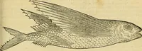 An illustration from Petri Bellonii Cenomani De aquatilibus, libri duo cum [epsilon, iota] conibus ad viuam ipsorum effigiem, quoad eius fieri potuit, expressis .. (1553)