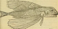 An illustration from Petri Bellonii Cenomani De aquatilibus, libri duo cum [epsilon, iota] conibus ad viuam ipsorum effigiem, quoad eius fieri potuit, expressis .. (1553)