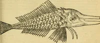 Picture 92 of 182 from Petri Bellonii Cenomani De aquatilibus, libri duo cum [epsilon, iota] conibus ad viuam ipsorum effigiem, quoad eius fieri potuit, expressis .. (1553), leaf 248