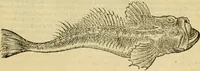 An illustration from Petri Bellonii Cenomani De aquatilibus, libri duo cum [epsilon, iota] conibus ad viuam ipsorum effigiem, quoad eius fieri potuit, expressis .. (1553)