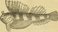 An illustration from Petri Bellonii Cenomani De aquatilibus, libri duo cum [epsilon, iota] conibus ad viuam ipsorum effigiem, quoad eius fieri potuit, expressis .. (1553)