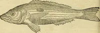 Picture 99 of 182 from Petri Bellonii Cenomani De aquatilibus, libri duo cum [epsilon, iota] conibus ad viuam ipsorum effigiem, quoad eius fieri potuit, expressis .. (1553), leaf 267