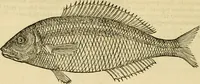 An illustration from Petri Bellonii Cenomani De aquatilibus, libri duo cum [epsilon, iota] conibus ad viuam ipsorum effigiem, quoad eius fieri potuit, expressis .. (1553)