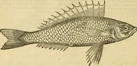 Picture 101 of 182 from Petri Bellonii Cenomani De aquatilibus, libri duo cum [epsilon, iota] conibus ad viuam ipsorum effigiem, quoad eius fieri potuit, expressis .. (1553), leaf 271
