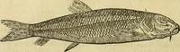 An illustration from Petri Bellonii Cenomani De aquatilibus, libri duo cum [epsilon, iota] conibus ad viuam ipsorum effigiem, quoad eius fieri potuit, expressis .. (1553)