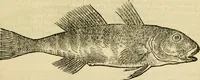 Picture 103 of 182 from Petri Bellonii Cenomani De aquatilibus, libri duo cum [epsilon, iota] conibus ad viuam ipsorum effigiem, quoad eius fieri potuit, expressis .. (1553), leaf 274