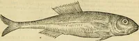 Picture 104 of 182 from Petri Bellonii Cenomani De aquatilibus, libri duo cum [epsilon, iota] conibus ad viuam ipsorum effigiem, quoad eius fieri potuit, expressis .. (1553), leaf 276