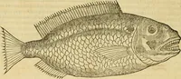 Picture 105 of 182 from Petri Bellonii Cenomani De aquatilibus, libri duo cum [epsilon, iota] conibus ad viuam ipsorum effigiem, quoad eius fieri potuit, expressis .. (1553), leaf 281
