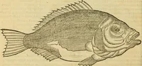 An illustration from Petri Bellonii Cenomani De aquatilibus, libri duo cum [epsilon, iota] conibus ad viuam ipsorum effigiem, quoad eius fieri potuit, expressis .. (1553)