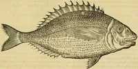 An illustration from Petri Bellonii Cenomani De aquatilibus, libri duo cum [epsilon, iota] conibus ad viuam ipsorum effigiem, quoad eius fieri potuit, expressis .. (1553)