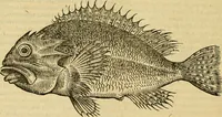 An illustration from Petri Bellonii Cenomani De aquatilibus, libri duo cum [epsilon, iota] conibus ad viuam ipsorum effigiem, quoad eius fieri potuit, expressis .. (1553)