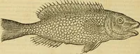 Picture 109 of 182 from Petri Bellonii Cenomani De aquatilibus, libri duo cum [epsilon, iota] conibus ad viuam ipsorum effigiem, quoad eius fieri potuit, expressis .. (1553), leaf 293