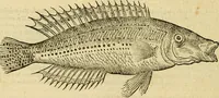 An illustration from Petri Bellonii Cenomani De aquatilibus, libri duo cum [epsilon, iota] conibus ad viuam ipsorum effigiem, quoad eius fieri potuit, expressis .. (1553)