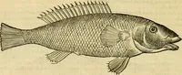 Picture 113 of 182 from Petri Bellonii Cenomani De aquatilibus, libri duo cum [epsilon, iota] conibus ad viuam ipsorum effigiem, quoad eius fieri potuit, expressis .. (1553), leaf 301