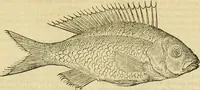 An illustration from Petri Bellonii Cenomani De aquatilibus, libri duo cum [epsilon, iota] conibus ad viuam ipsorum effigiem, quoad eius fieri potuit, expressis .. (1553)