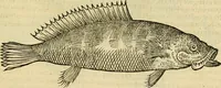 Picture 117 of 182 from Petri Bellonii Cenomani De aquatilibus, libri duo cum [epsilon, iota] conibus ad viuam ipsorum effigiem, quoad eius fieri potuit, expressis .. (1553), leaf 308