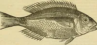 Picture 118 of 182 from Petri Bellonii Cenomani De aquatilibus, libri duo cum [epsilon, iota] conibus ad viuam ipsorum effigiem, quoad eius fieri potuit, expressis .. (1553), leaf 310