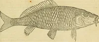 An illustration from Petri Bellonii Cenomani De aquatilibus, libri duo cum [epsilon, iota] conibus ad viuam ipsorum effigiem, quoad eius fieri potuit, expressis .. (1553)