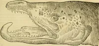 An illustration from Petri Bellonii Cenomani De aquatilibus, libri duo cum [epsilon, iota] conibus ad viuam ipsorum effigiem, quoad eius fieri potuit, expressis .. (1553)