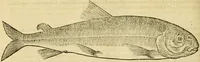 An illustration from Petri Bellonii Cenomani De aquatilibus, libri duo cum [epsilon, iota] conibus ad viuam ipsorum effigiem, quoad eius fieri potuit, expressis .. (1553)