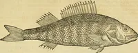 An illustration from Petri Bellonii Cenomani De aquatilibus, libri duo cum [epsilon, iota] conibus ad viuam ipsorum effigiem, quoad eius fieri potuit, expressis .. (1553)